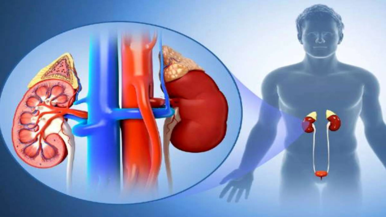 Kidney Stones Symptoms: ఈ లక్షణాలు కనిపిస్తుంటే.. మీ కిడ్నీలో రాళ్లు ఉన్నట్లే..!