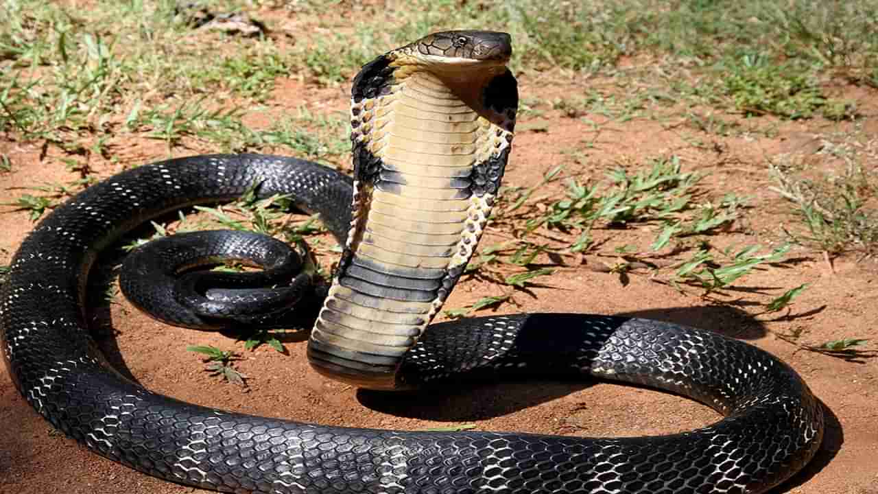 King Cobra: కింగ్ కోబ్రాతో ఆటలు వద్దు బాసూ.. తోక పట్టుకున్నాడని విశ్వరూపం చూపించింది.. వీడియో..