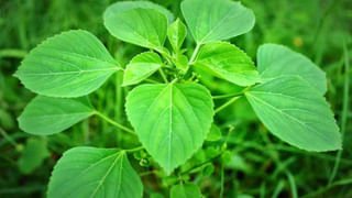 Sesame Seeds: ఇంత చిన్న గింజలతో ఇన్ని ఆరోగ్య ప్రయోజనాలా..? నువ్వులతో కలిగే లాభాలు తెలిస్తే షాక్ అవ్వాల్సిందే..