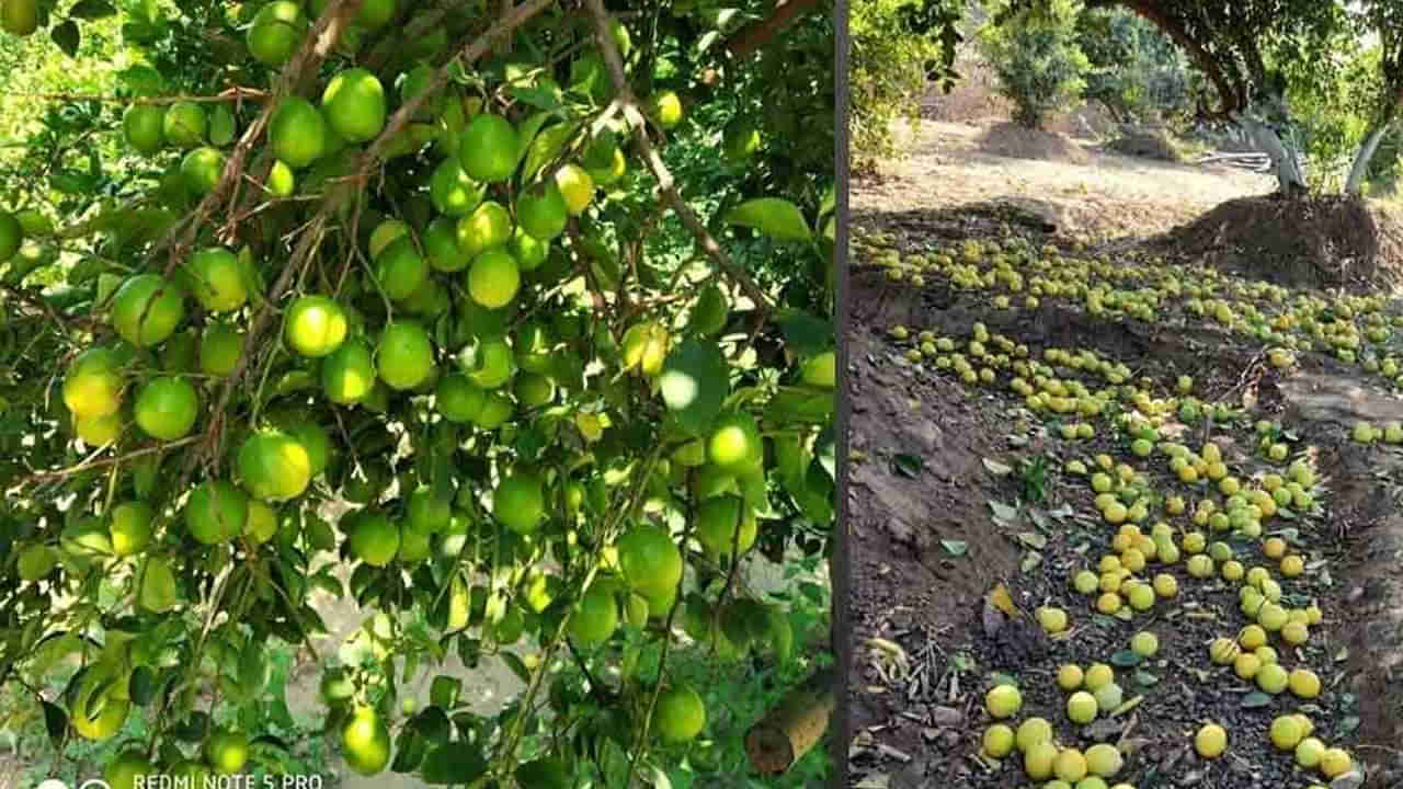 East Godavari: నిమ్మతోటలో పైపులైను కోసం కూలీల తవ్వకాలు.. మట్టి తీస్తుండగా..