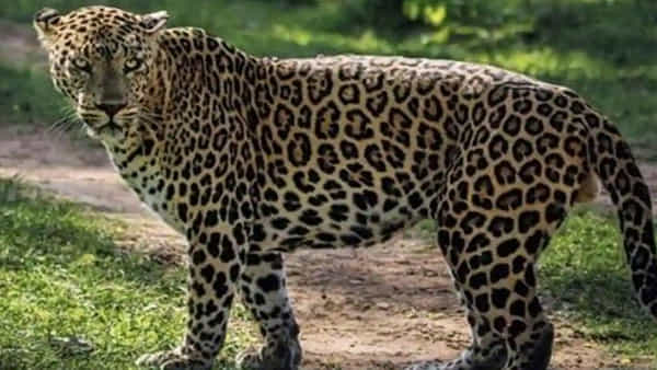Leopard: ఝార్ఖండ్లో హడలెత్తిస్తున్న చిరుత.. మ్యాన్ ఈటర్ కోసం రంగంలోకి దిగిన హైదరాబాదీ..