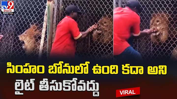 బోనులో సింహం.. బయట నిలబడి యువకుడి చిందులు.. దెబ్బకి అది కొరికి పడేసింది !! బోనులో సింహం.. బయట నిలబడి యువకుడి చిందులు.. దెబ్బకి అది కొరికి పడేసింది !!