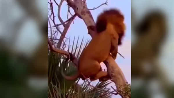 Trending Video: విశ్రాంతి కోసం చెట్టెక్కిన సింహం.. ఆ తర్వాత ఏం జరిగిందంటే..? తెలిస్తే నవ్వకుండా ఉండలేరు..