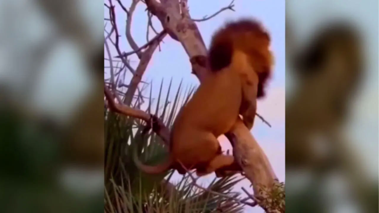 Trending Video: విశ్రాంతి కోసం చెట్టెక్కిన సింహం.. ఆ తర్వాత ఏం జరిగిందంటే..? తెలిస్తే నవ్వకుండా ఉండలేరు..