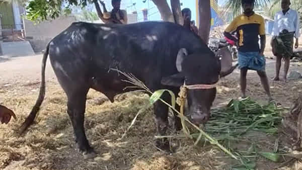 Anantapur: ఈ దున్నపోతు కోసం రెండు గ్రామాల మధ్య గొడవ.. మాదంటే మాదంటూ రచ్చ.. ఎందుకంటే