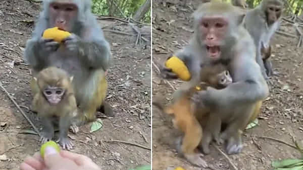 Viral Video: మనుషులే కాదు.. అపరిచితులు ఇచ్చే ఆహారం పట్ల జంతువులకు కూడా భయమేనండోయ్..