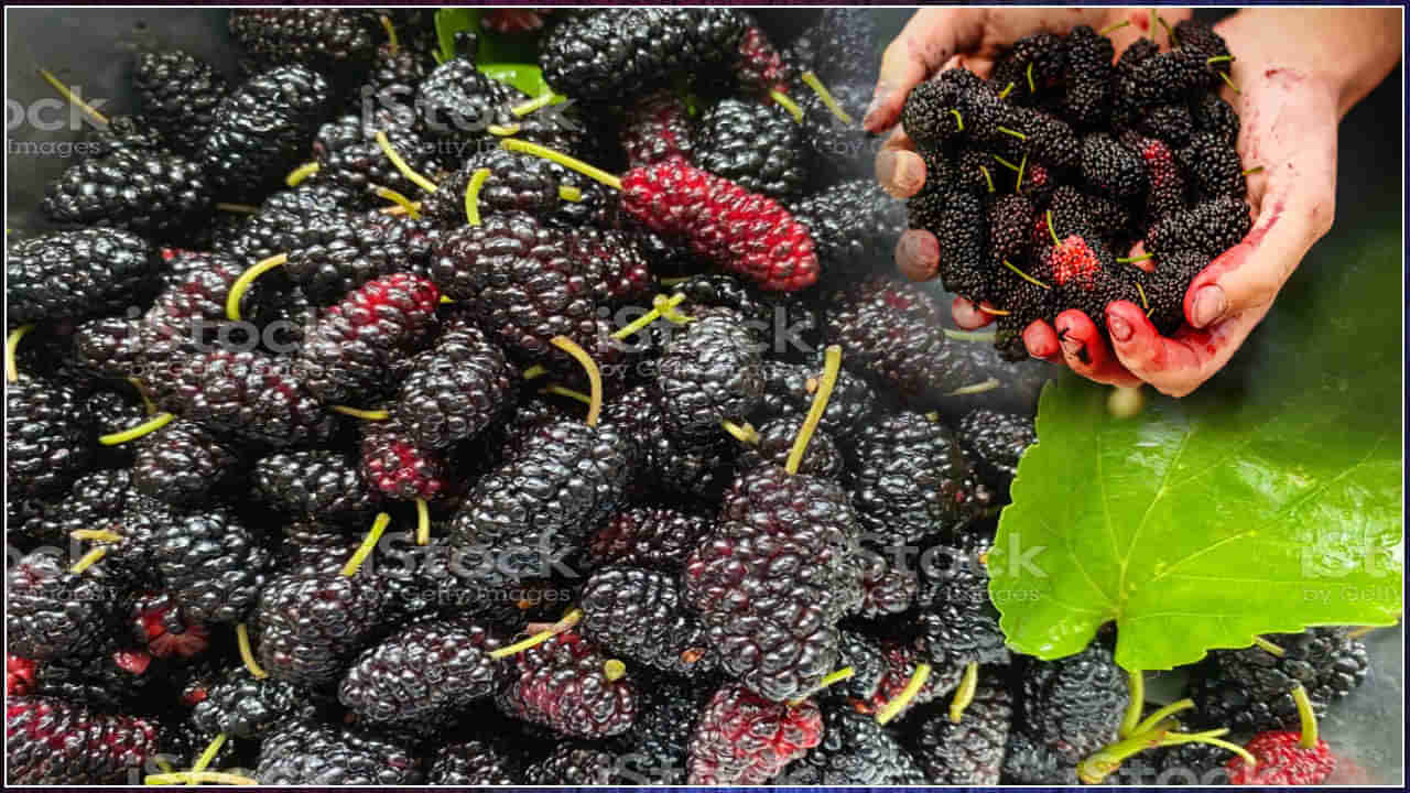 Mulberries: మల్బరీ ఆరోగ్యానికి వరం.. వ్యాధులను దూరం చేసే సామర్థ్యం వీటికే..