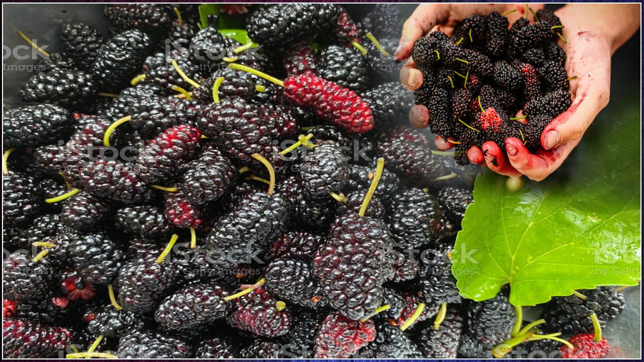 Mulberries: మల్బరీ ఆరోగ్యానికి వరం.. వ్యాధులను దూరం చేసే సామర్థ్యం వీటికే..