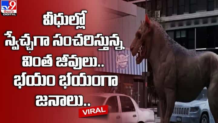 వీధుల్లో స్వేచ్ఛగా సంచరిస్తున్న వింత జీవులు.. భయం భయంగా జనాలు.. వీధుల్లో స్వేచ్ఛగా సంచరిస్తున్న వింత జీవులు.. భయం భయంగా జనాలు..