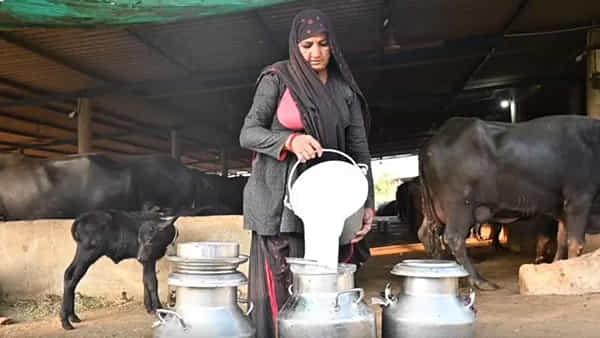 Milk Business: పాల వ్యాపారం ద్వారా నెలకు రూ.11లక్షలు సంపాదిస్తున్న బామ్మ.. సాఫ్ట్వేర్ల కంటే అధిక ఆదాయం..