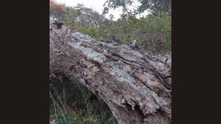 Viral Video: పెళ్లి వేదికమీద వధువుని ఎత్తుకుని పడిన వరుడు.. ముద్దుతో స్వీట్ క్షమాపణలు.. వీడియో వైరల్