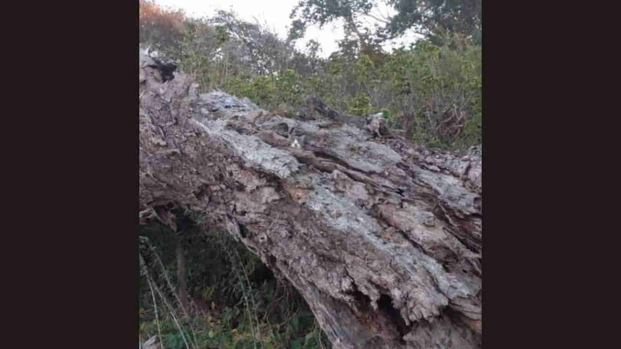 Optical Illusion: సిల్లీ పజిల్స్ ఏంటి బాసూ..! తికమకపెట్టేస్తాయి.. ఈ ఫోటోలో పిల్లి మీకు కనిపించిందా?