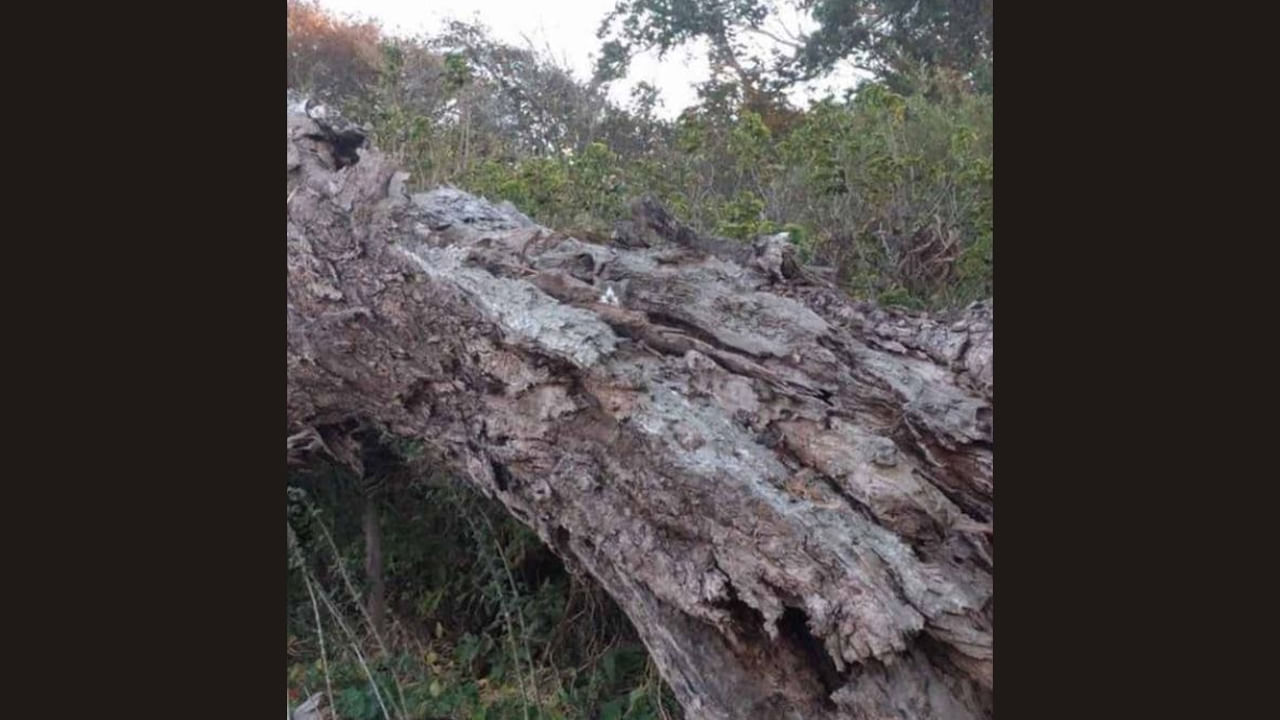 Optical Illusion: సిల్లీ పజిల్స్ ఏంటి బాసూ..! తికమకపెట్టేస్తాయి.. ఈ ఫోటోలో పిల్లి మీకు కనిపించిందా?