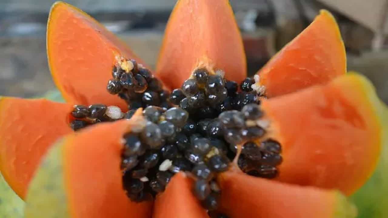 Papaya Seeds for Health