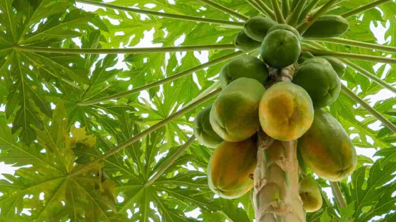 Benefits of raw papaya: బొప్పాయి.. చాలా గొప్పోయి.. ఈ ఒక్క పండుతో ఎన్ని ఆరోగ్య ప్రయోజనాలో తెలుసా? అస్సలు మిస్ అవ్వద్దు..