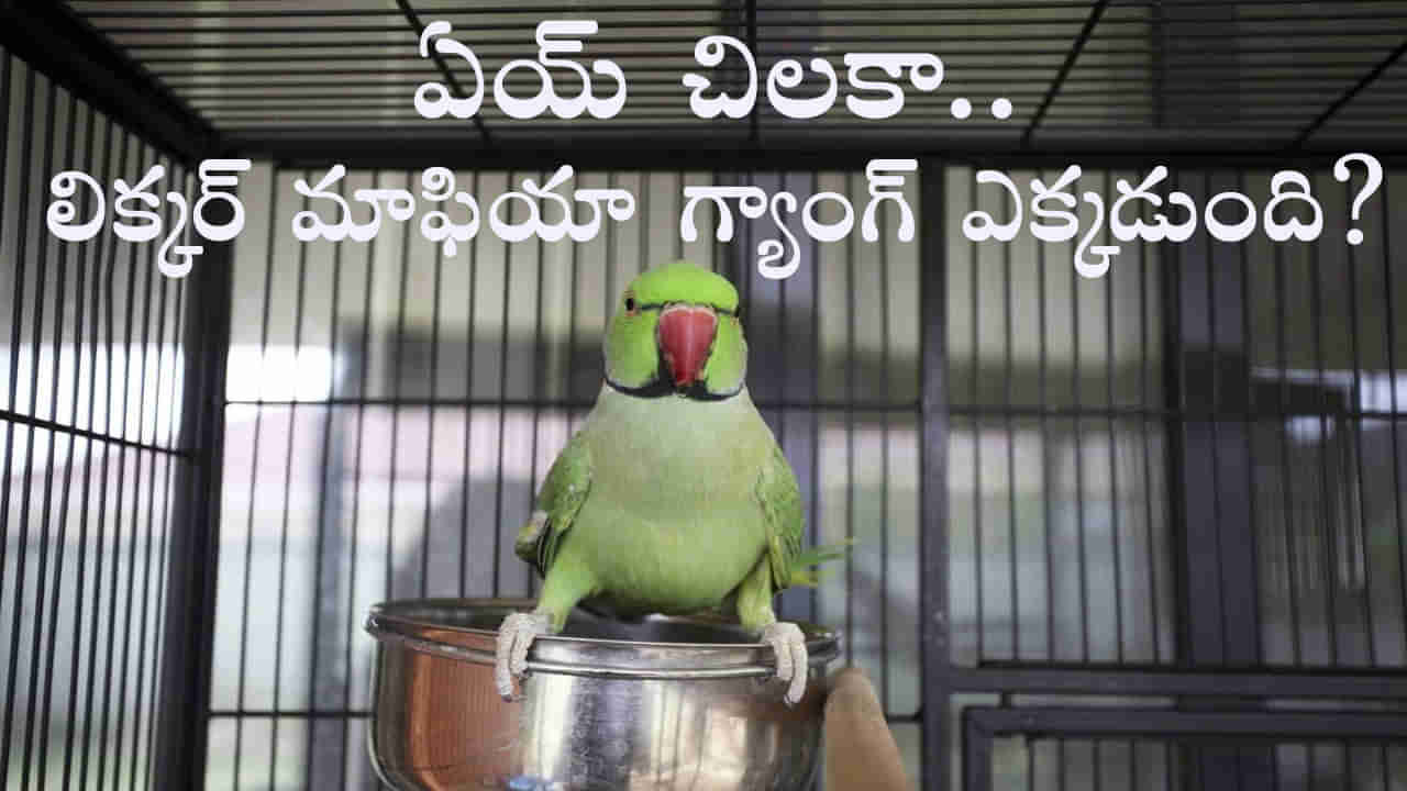 Parrot Arrested Liquor Case: అక్రమ మద్యం కేసులో చిలుక అరెస్ట్‌.. చిలుక స్వామిభక్తికి ఫిదా అవుతున్న నెటిజన్లు