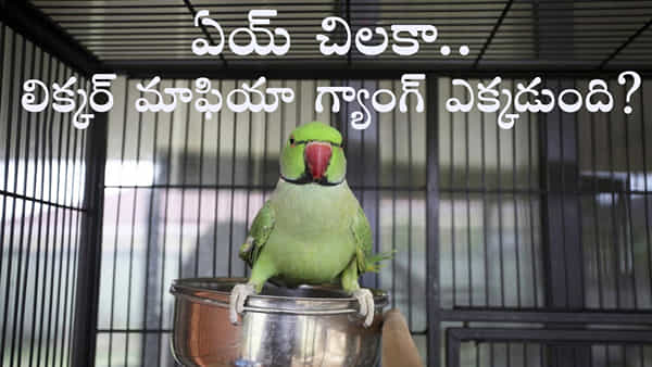 Parrot Arrested Liquor Case: అక్రమ మద్యం కేసులో చిలుక అరెస్ట్.. చిలుక స్వామిభక్తికి ఫిదా అవుతున్న నెటిజన్లు
