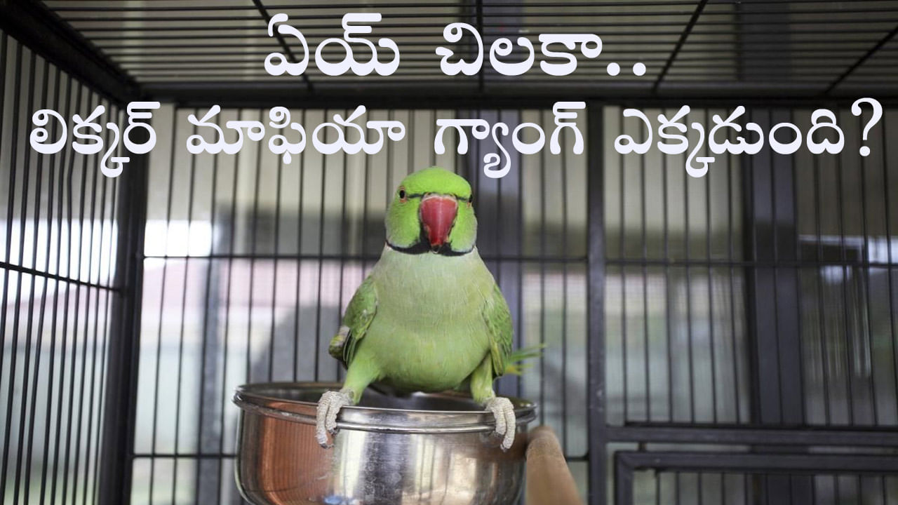 Parrot Arrested Liquor Case: అక్రమ మద్యం కేసులో చిలుక అరెస్ట్‌.. చిలుక స్వామిభక్తికి ఫిదా అవుతున్న నెటిజన్లు