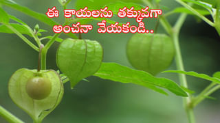 Chickpeas: రోజూ గుప్పెడు శనగలు తిన్నారంటే..