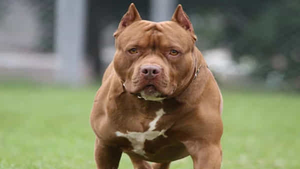 Pitbull attack: స్కూల్ విద్యార్థినిపై పిట్బుల్ దాడి.. చిన్నారి చెవి పట్టి ఈడ్చుకెళ్లి కుక్క..