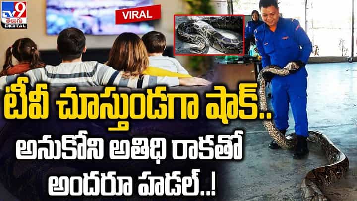 టీవీ చూస్తుండగా షాక్.. అనుకోని అతిధి రాకతో అందరూ హడల్ !! టీవీ చూస్తుండగా షాక్.. అనుకోని అతిధి రాకతో అందరూ హడల్ !!