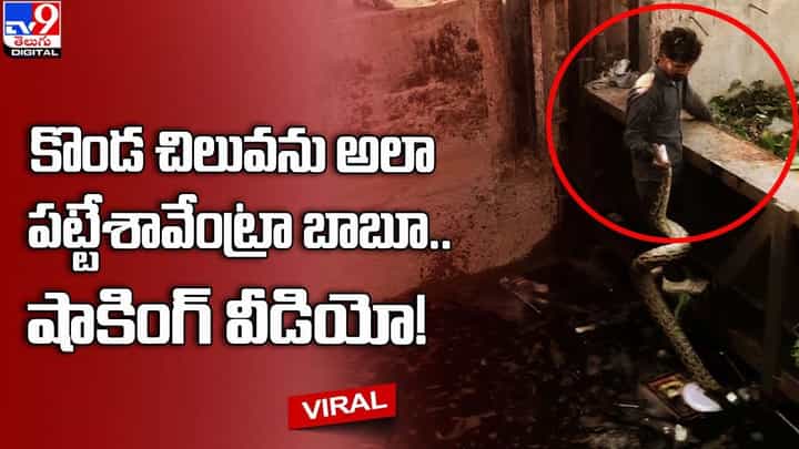 కొండ చిలువను అలా పట్టేశావేంట్రా బాబూ.. షాకింగ్ వీడియో కొండ చిలువను అలా పట్టేశావేంట్రా బాబూ.. షాకింగ్ వీడియో