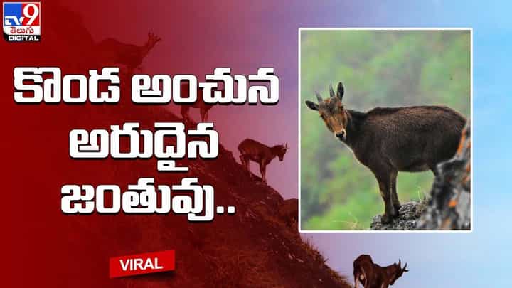 కొండ అంచున అరుదైన జంతువు.. నెట్టింట వైరల్ కొండ అంచున అరుదైన జంతువు.. నెట్టింట వైరల్