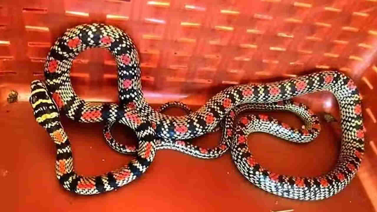 Rare flying snake: అత్యంత అరుదు, మనోహరమైన ఎగిరే పాము హల్‌చల్‌.. దీని విషం..!