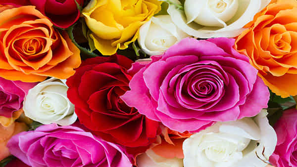 Rose tips for Vastu: ఈ రంగు గులాబీతో ఒక్క వారంలో అప్పుల బాధలు తొలగిపోతాయి!..మిమ్మల్ని ధనవంతులను చేస్తుంది..
