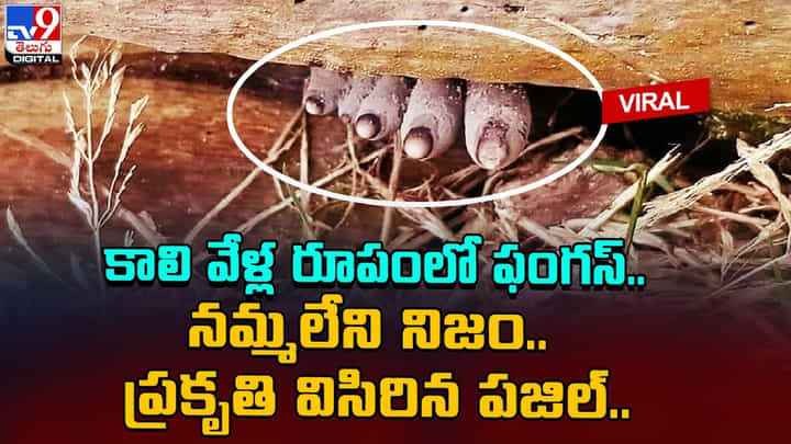కాలి వేళ్ల రూపంలో ఫంగస్.. నమ్మలేని నిజం.. ప్రకృతి విసిరిన పజిల్.. కాలి వేళ్ల రూపంలో ఫంగస్.. నమ్మలేని నిజం.. ప్రకృతి విసిరిన పజిల్..