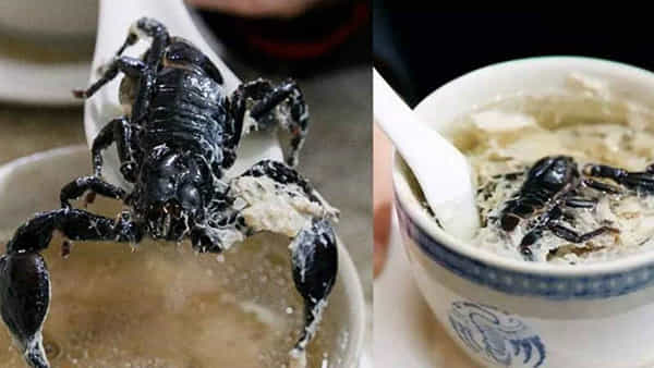Dangerous Food: డేంజరస్ రెసిపీ.. పాములు, తేళ్లతో స్పెషల్ సూప్..! ఎంజాయ్ చేస్తున్న భోజనప్రియులు..