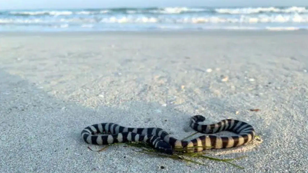 Sea Snake: బీచ్‌లలో సంచరిస్తున్న సముద్ర పాములు.. అప్రమత్తంగా ఉండాలంటున్న అధికారులు..