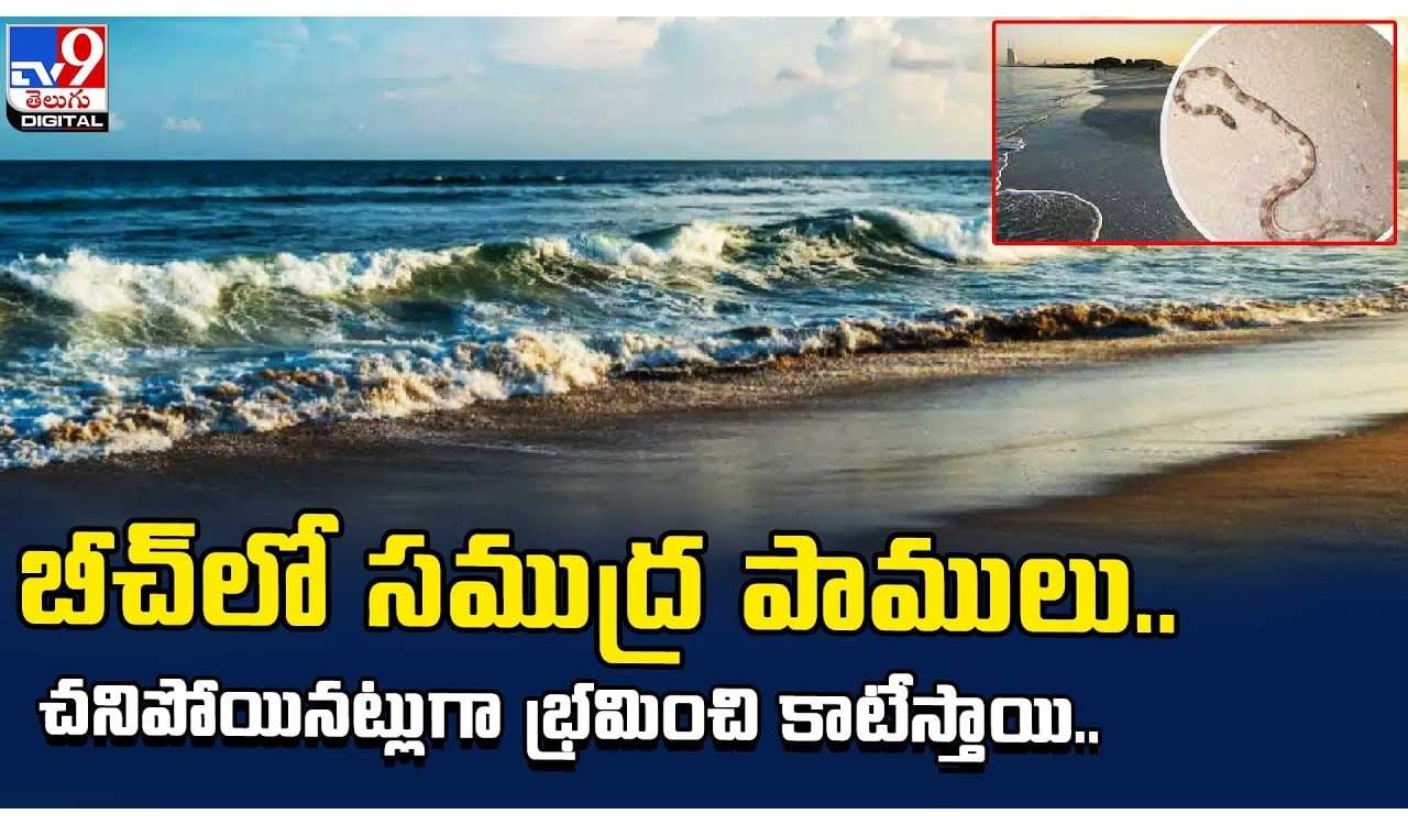 బీచ్‌లో సముద్ర పాములు.. చనిపోయినట్లుగా భ్రమించి కాటేస్తాయి..