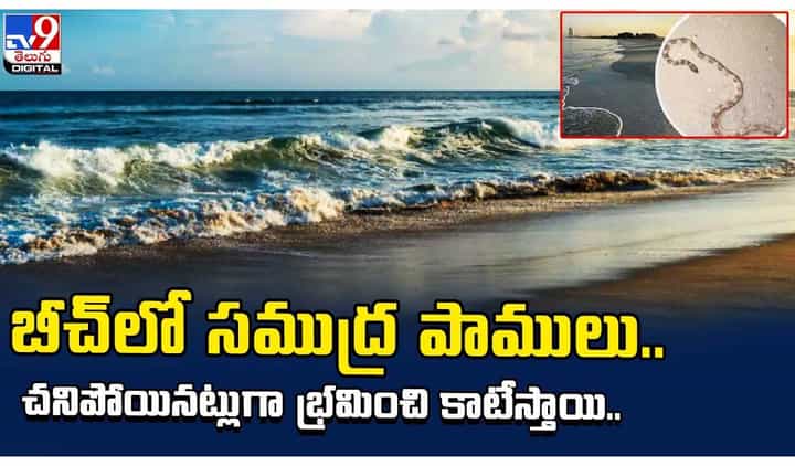 బీచ్లో సముద్ర పాములు.. చనిపోయినట్లుగా భ్రమించి కాటేస్తాయి.. బీచ్లో సముద్ర పాములు.. చనిపోయినట్లుగా భ్రమించి కాటేస్తాయి..