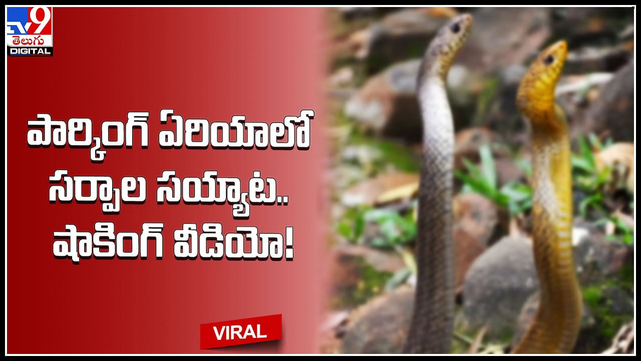 Snakes Fight: పార్కింగ్ ఏరియాలోకి రెండు పాముల సయ్యాట.. షాకింగ్ వీడియో.!