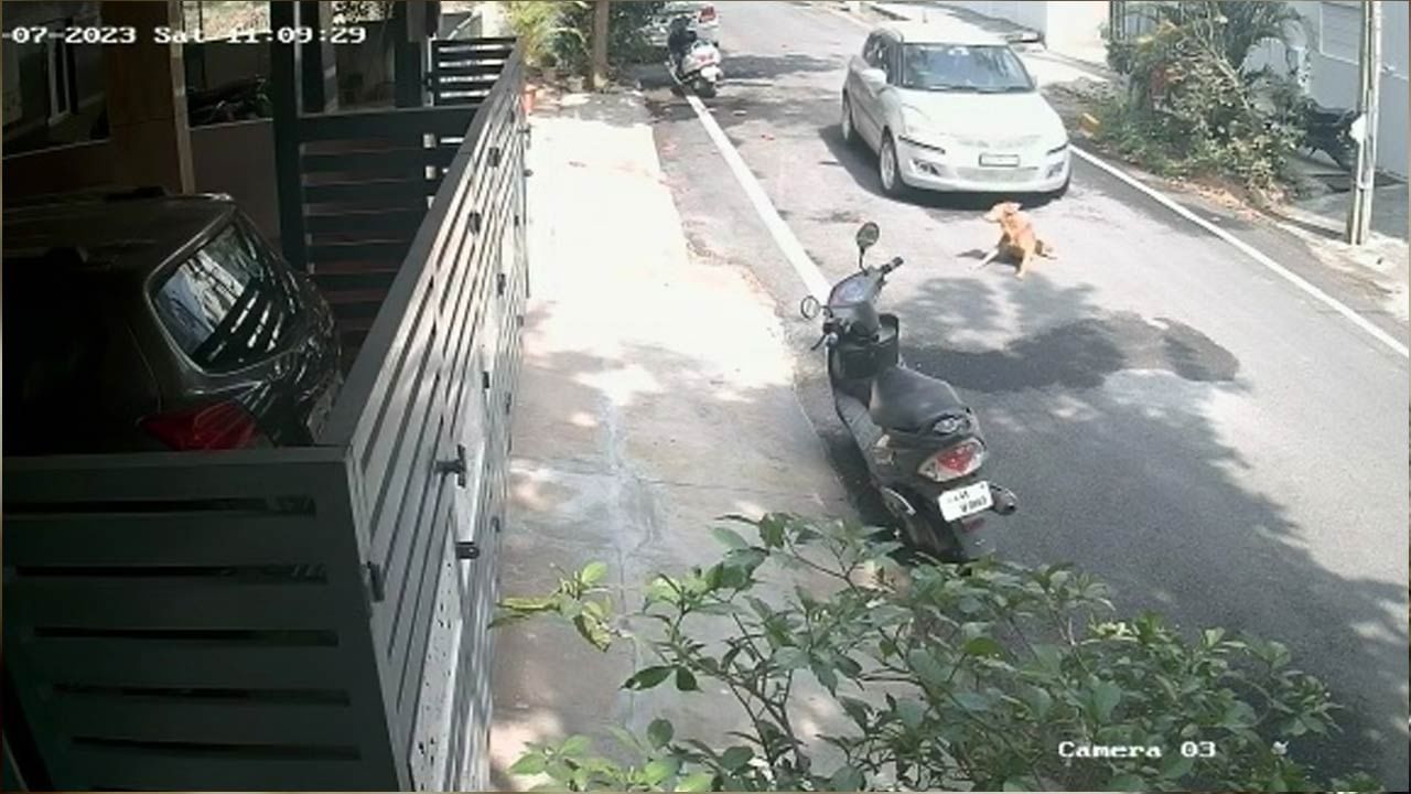 Shocking Video: దారుణం.. రోడ్డుపై నిద్రిస్తున్న శునకాన్ని కారుతో తొక్కించి చంపాడు!