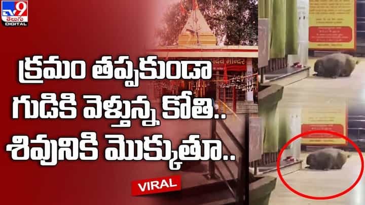 క్రమం తప్పకుండా గుడికి వెళ్తున్న కోతి.. శివునికి మొక్కుతూ.. క్రమం తప్పకుండా గుడికి వెళ్తున్న కోతి.. శివునికి మొక్కుతూ..
