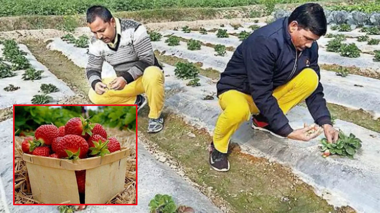 Strawberries Farming: ఖైదీల్లో మార్పు తీసుకొచ్చేందుకు జైలు సిబ్బంది కృషి.. స్టాబెర్రీలు పండిస్తూ లాభాలను ఆర్జిస్తున్న ఖైదీలు