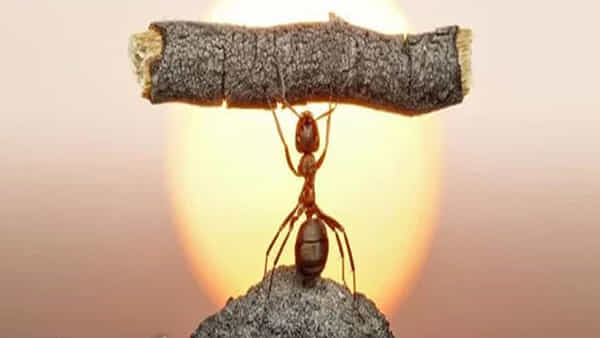 Success Mantra: సక్సెస్కు నో షార్ట్ కట్స్.. హార్డ్వర్క్ ఒకటే మార్గం.. ఈ 5 సూత్రాల గురించి తెలుసుకోండి..