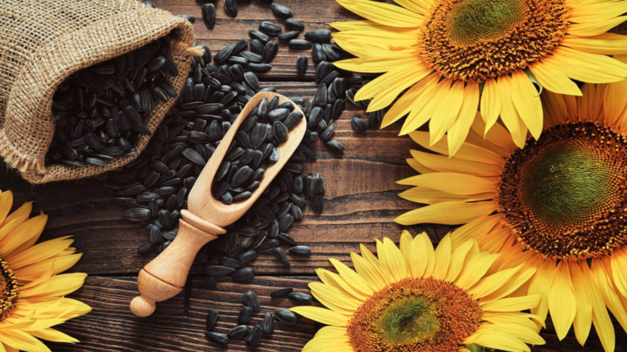Sunflower Seeds: పొద్దుతిరుగుడు విత్తనాలతో ఎన్ని లాభాలో.. తెలిస్తే ఆశ్యర్యపోవాల్సిందే..