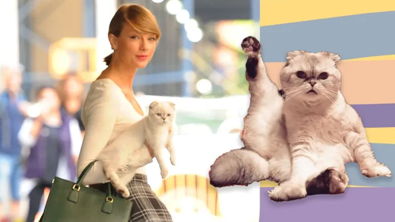 Taylor Swift Cat: అయ్య బాబోయ్.. రూ.800 కోట్ల ఆస్తులకు అధిపతి ఓ పిల్లి.. ఇంతకీ ఎవరిదో తెలుసా..?