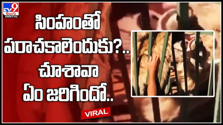 Lion attack: సింహంతో పరాచకాలెందుకు భయ్యా.. చూశావా ఏం జరిగిందో.. షాకింగ్ వీడియో. Lion attack: సింహంతో పరాచకాలెందుకు భయ్యా.. చూశావా ఏం జరిగిందో.. షాకింగ్ వీడియో.