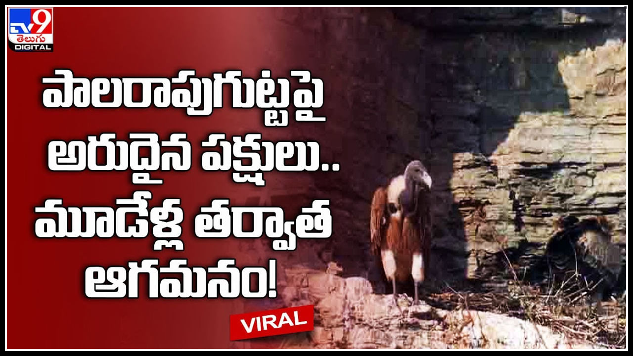 Rare birds: పాలరాపుగుట్టపై అరుదైన పక్షులు.. మూడేళ్ల తర్వాత ఆగమనం..! కనువిందు చేస్తున్న వీడియో..