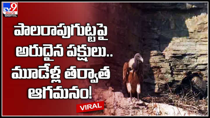 Rare birds: పాలరాపుగుట్టపై అరుదైన పక్షులు.. మూడేళ్ల తర్వాత ఆగమనం..! కనువిందు చేస్తున్న వీడియో.. Rare birds: పాలరాపుగుట్టపై అరుదైన పక్షులు.. మూడేళ్ల తర్వాత ఆగమనం..! కనువిందు చేస్తున్న వీడియో..