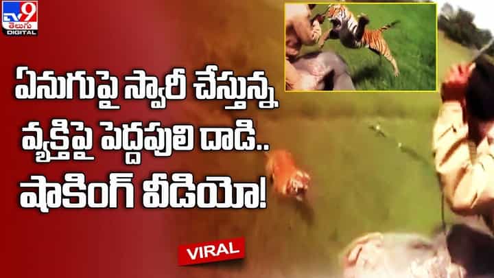 ఏనుగుపై స్వారీ చేస్తున్న వ్యక్తిపై పెద్దపులి దాడి.. షాకింగ్ వీడియో ఏనుగుపై స్వారీ చేస్తున్న వ్యక్తిపై పెద్దపులి దాడి.. షాకింగ్ వీడియో