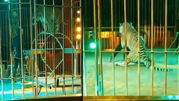 Viral Video: శిక్షణ ఇస్తుండగా ట్రైనర్పైనే అటాక్ చేసిన పెద్ద పులి.. వామ్మో వీడియో చూస్తే గజగజ వణికిపోవాల్సిందే..