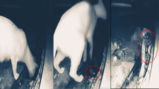 Optical Illusion: మీ ఐ పవర్‌కు టెస్ట్.? 10 సెకన్లలో ఈ ఫోటోలోని పామును కనిపెట్టండి.!