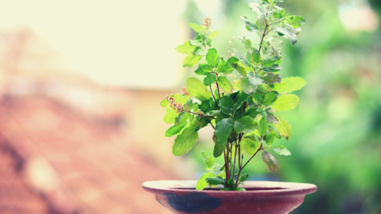 Tulsi Plant మీ ఇంట్లో తులసి మొక్క ఎండిపోతే వెంటనే ఇలా చేయండి, లేకుంటే