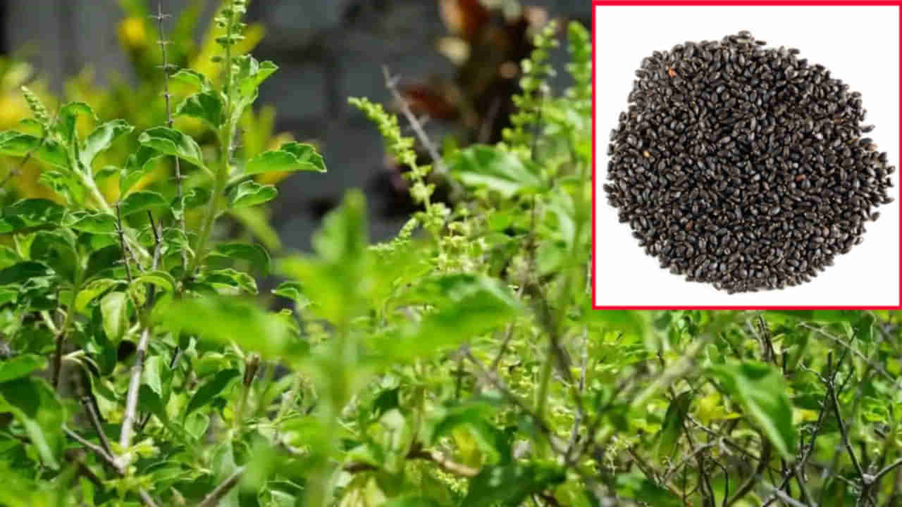 Tulsi Seeds for Health: తులసి ఆకులే కాదు గింజలు కూడా ప్రయోజనకరమే.. అవేమిటో తెలిస్తే జీవితంలో వదిలిపెట్టరు..