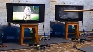 Trending Video: చేపలకు ఆహారం తినిపిస్తున్న చింపాంజీ.. ‘ఇదెక్కడి స్నేహంరా బాబోయ్’ అంటున్న నెటిజన్లు..